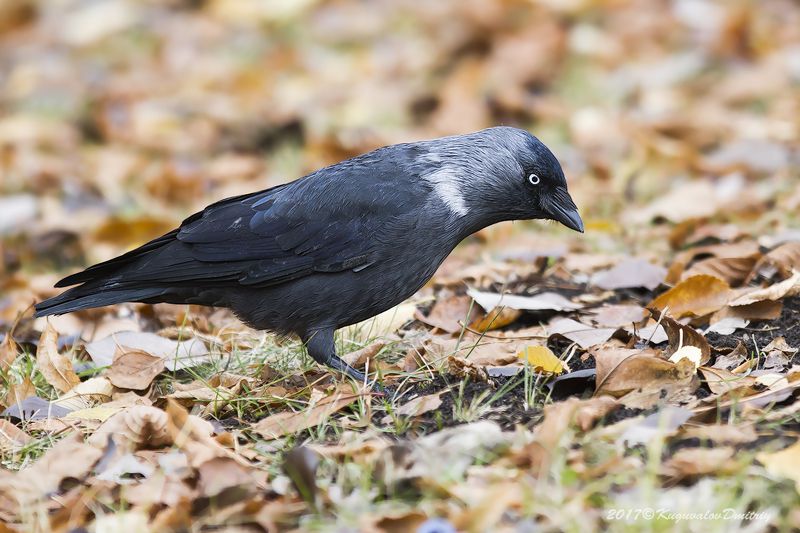 Галка фото превью