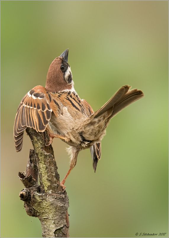 Взгляд назад. фото превью