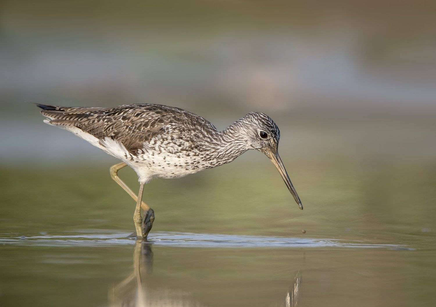 птицы,природа,лето, Андрей Киселёв