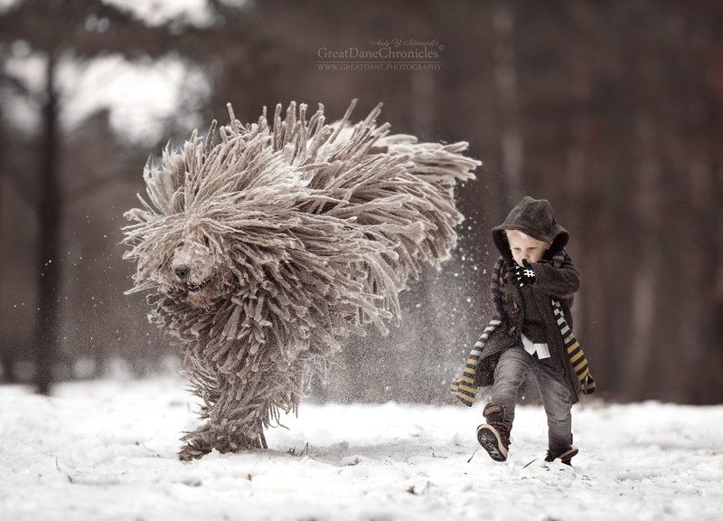 Mop Tops in the Snow фото превью