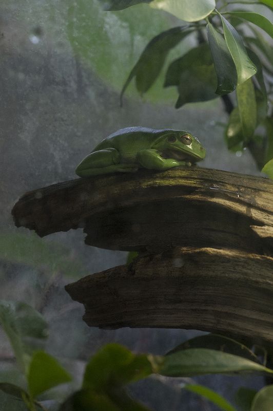 Vivarium #* фото превью