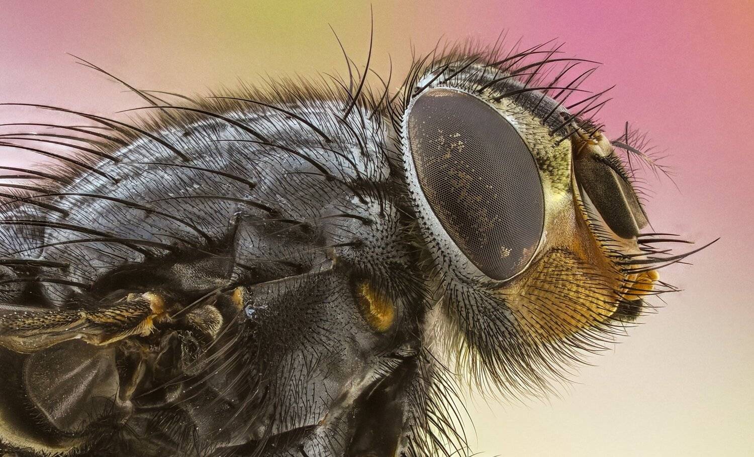 ceclii, macro, olympus, extrememacro, Tsvetan Ganev