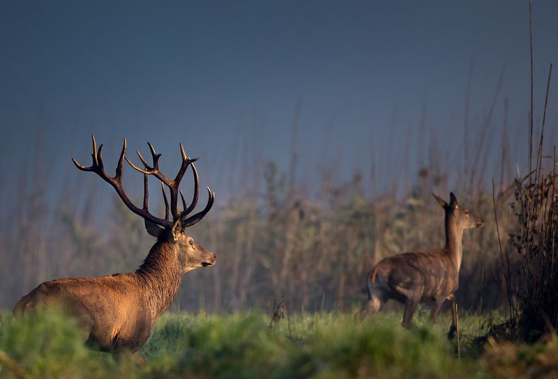 red deer фото превью