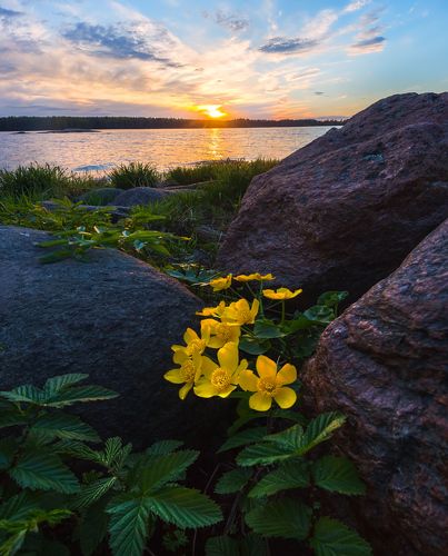 Цветы калужницы и гранитные камни