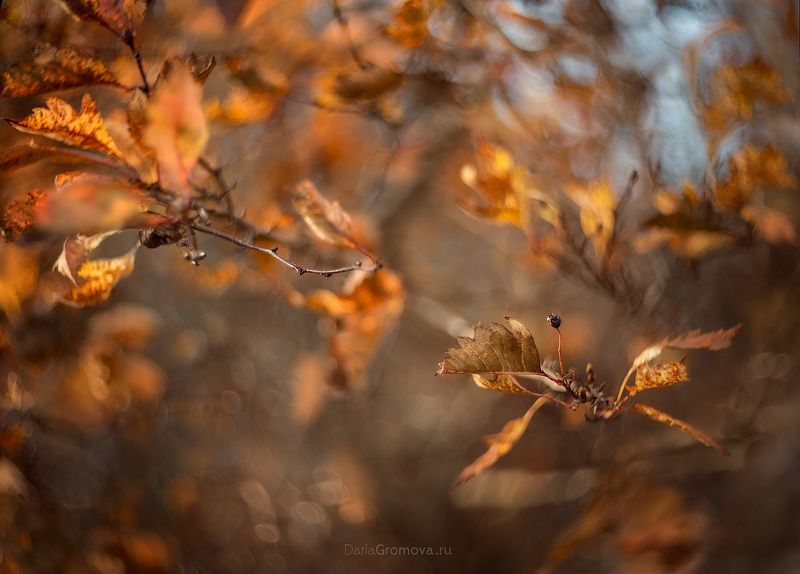 Осень фото превью