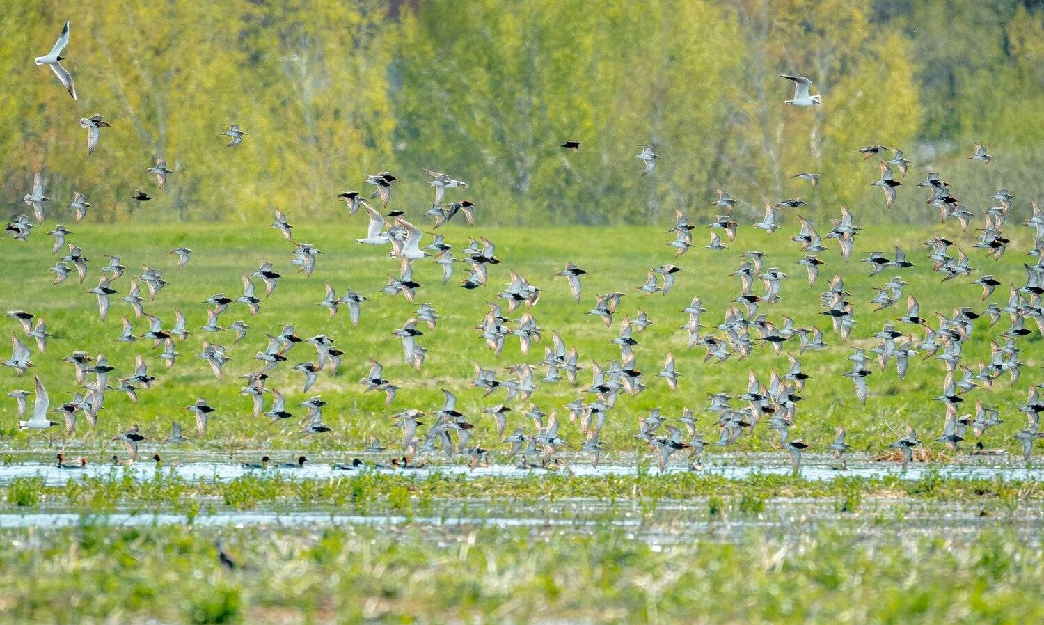 контровый свет, солнечно, зелёный, рябь, полёт, стая, турухтан, птицы, весна, заливной луг, поле, зелёный, берёзы, утро, крылья, вода, блики, philomachus pugnax, Ксения Соварцева