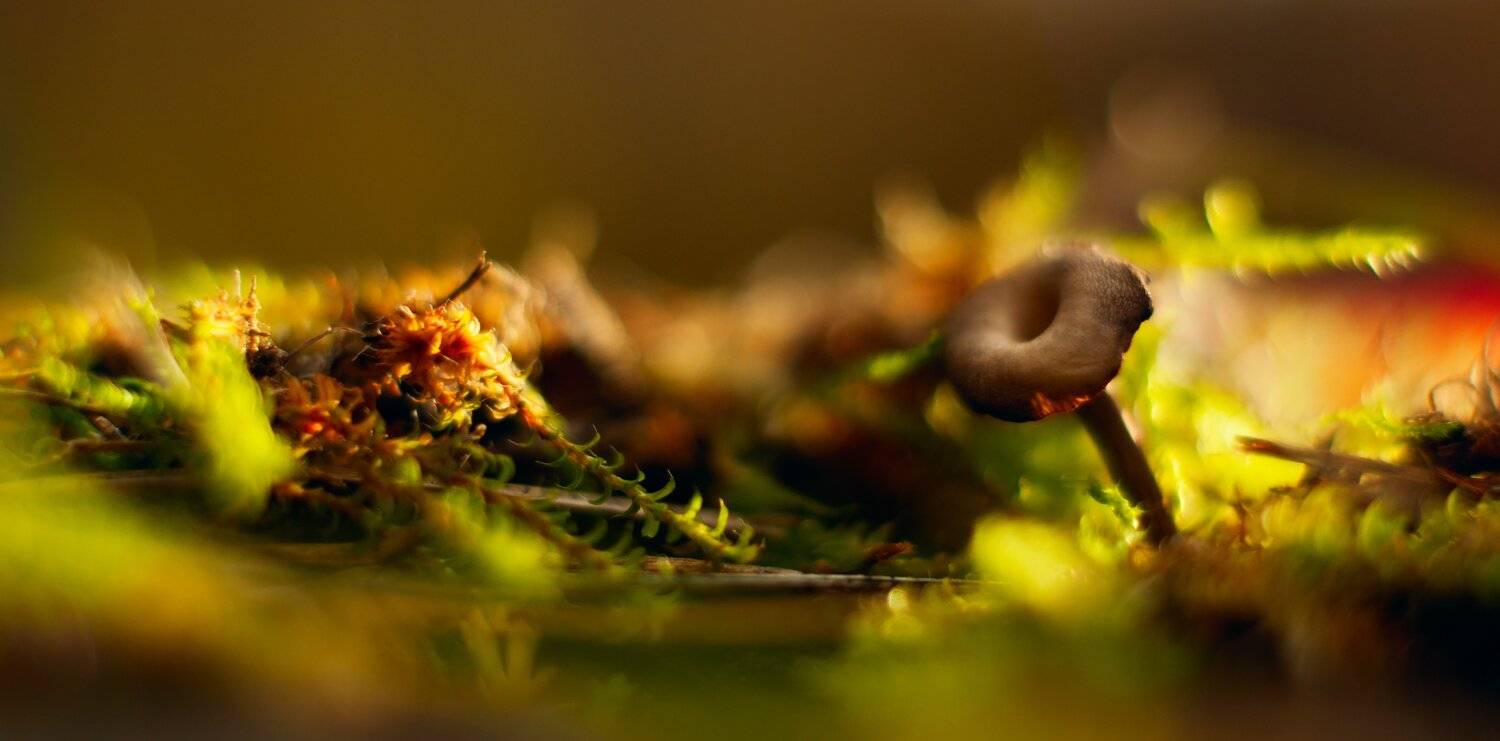 осень, беларусь, природа, Sixten ( Сергей )