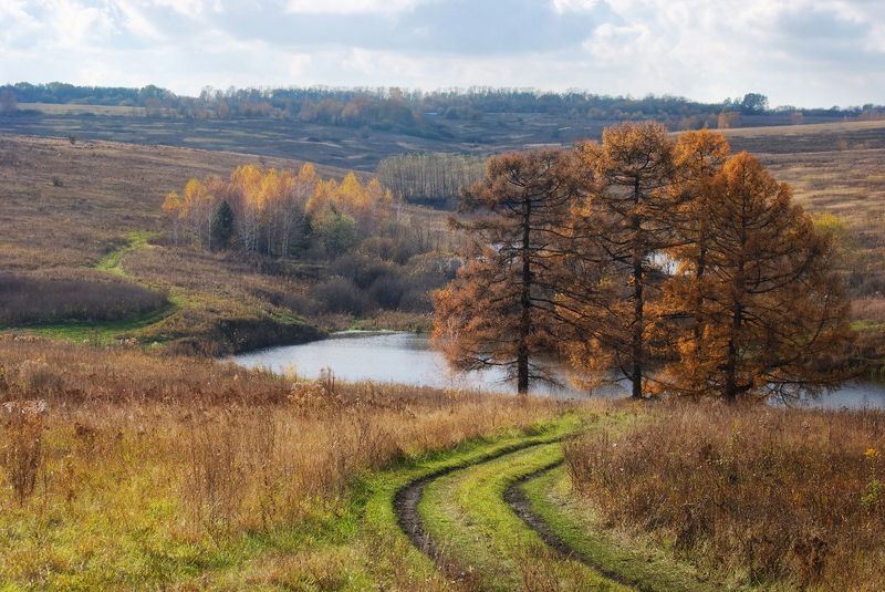 октябрь, поле, лиственница, тульские, просторы Осени последние деньки фото превью