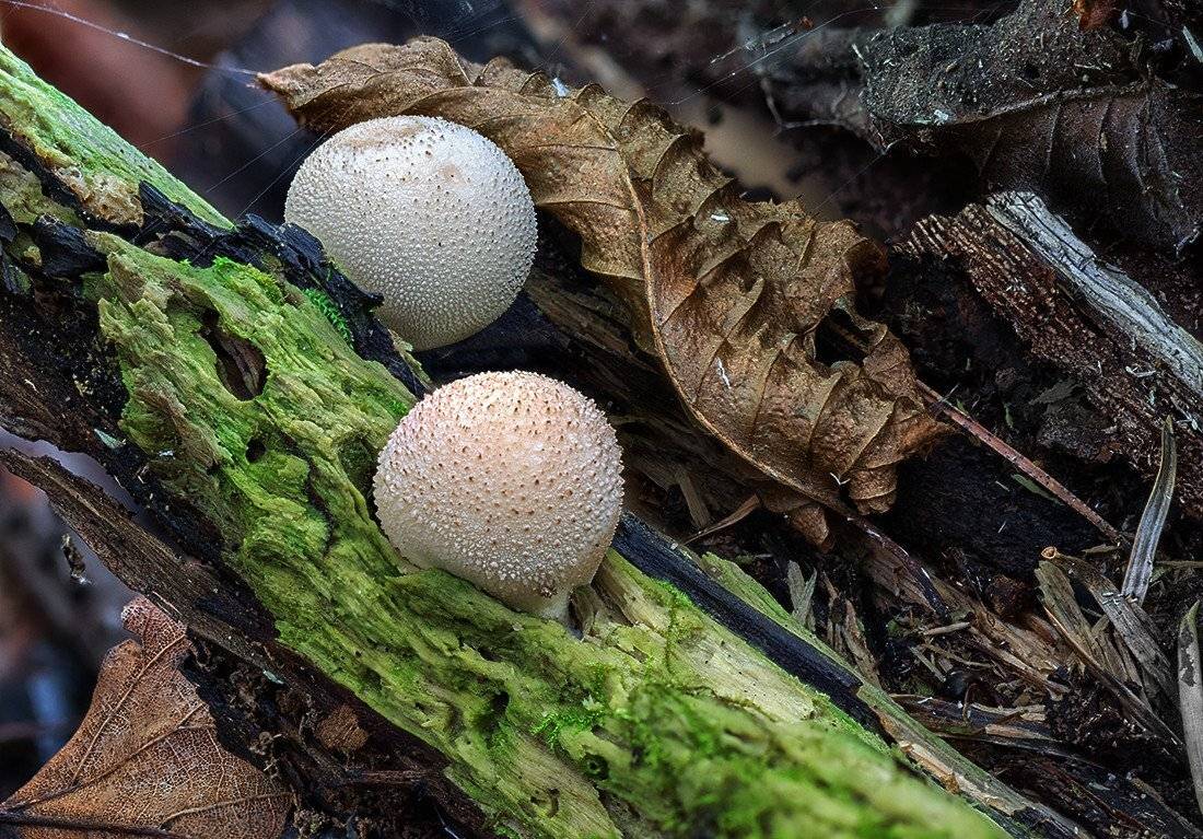 грибы дождевики, Евгений Слободской