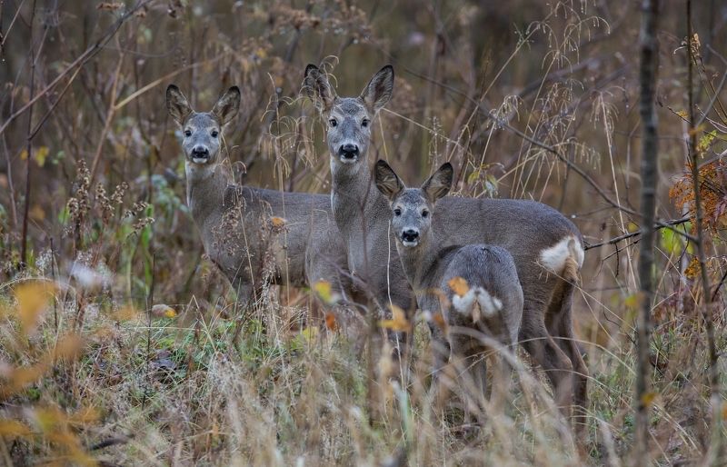Косули фото превью