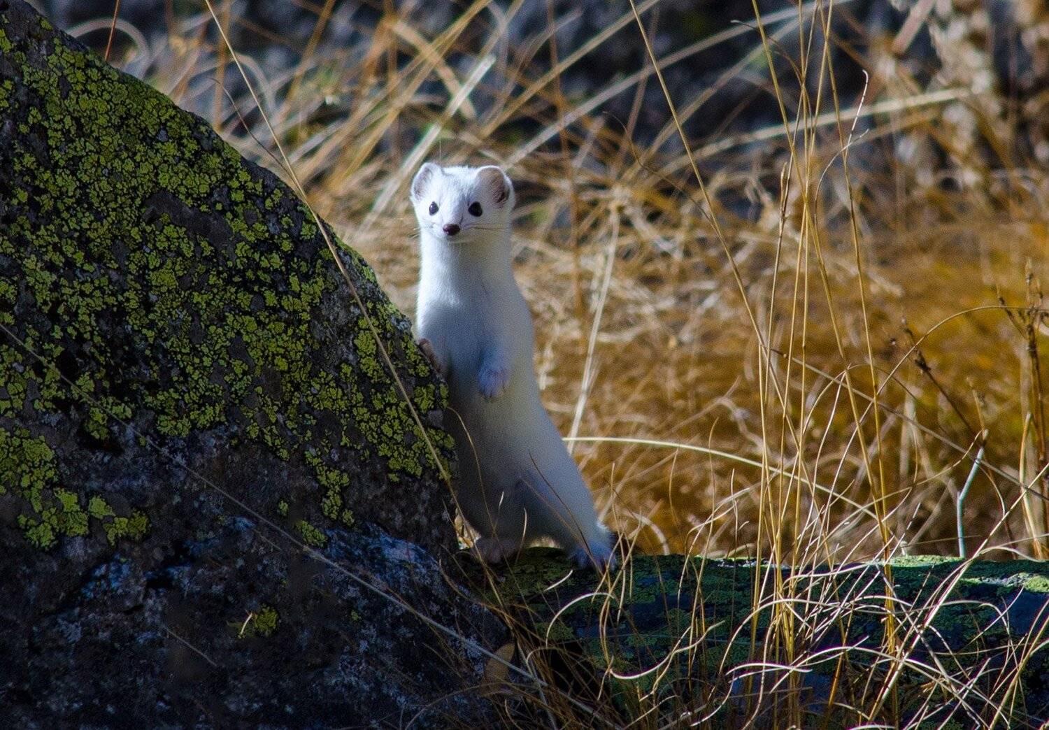 горностай, Хасан Журтов