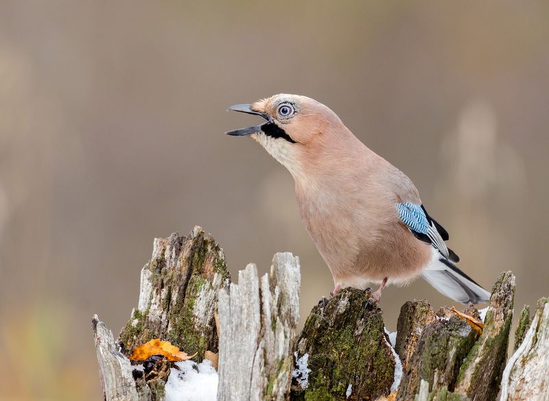 сойка сойка фото превью