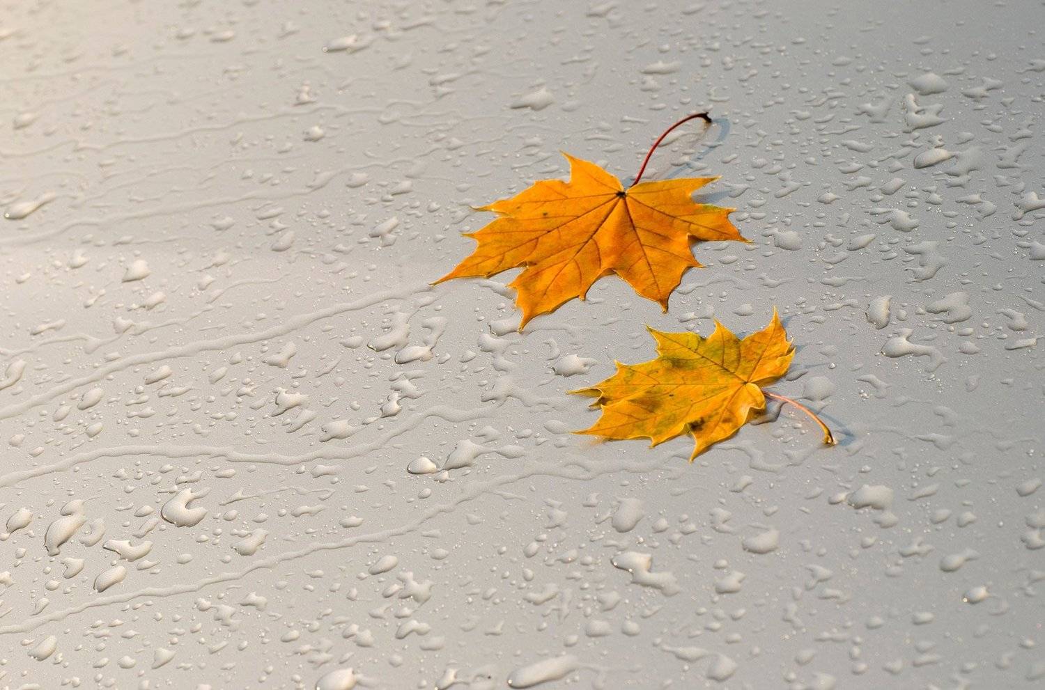 , Хасан Журтов