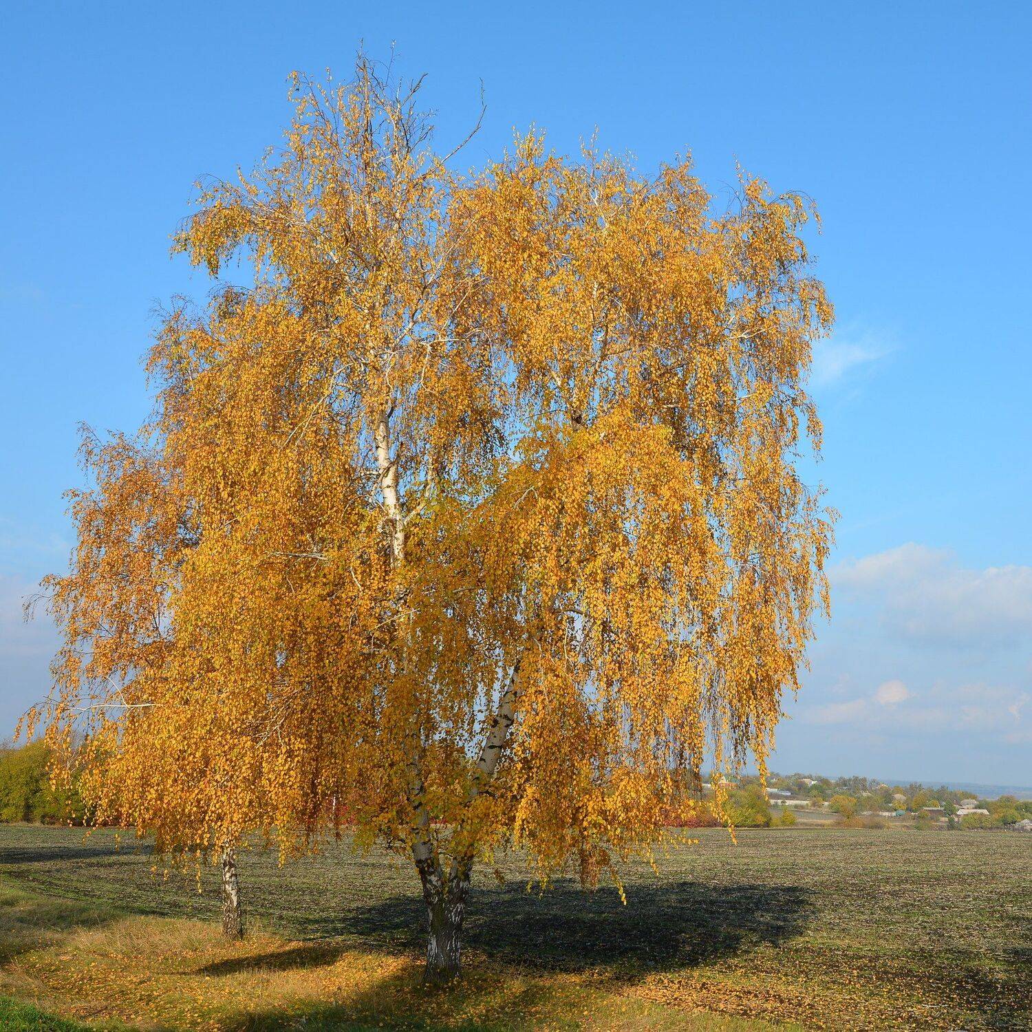 , Юрий Пужалин