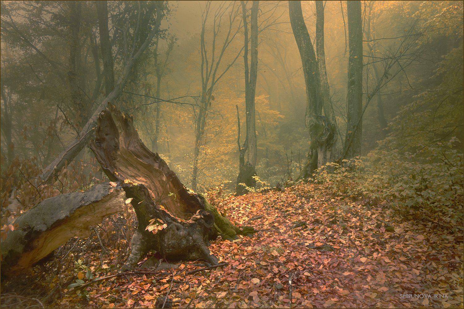 , Шипунова Ирина