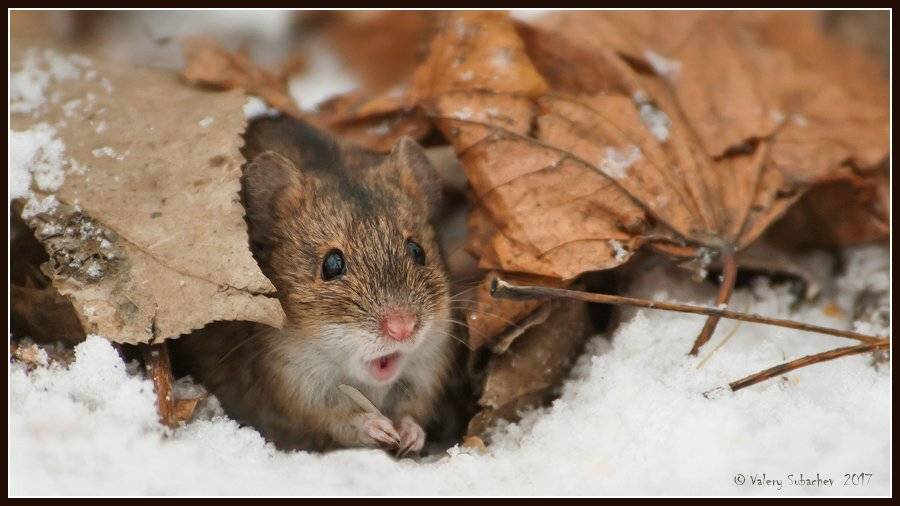 , Валерий Субачев