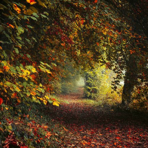 Magic Garden