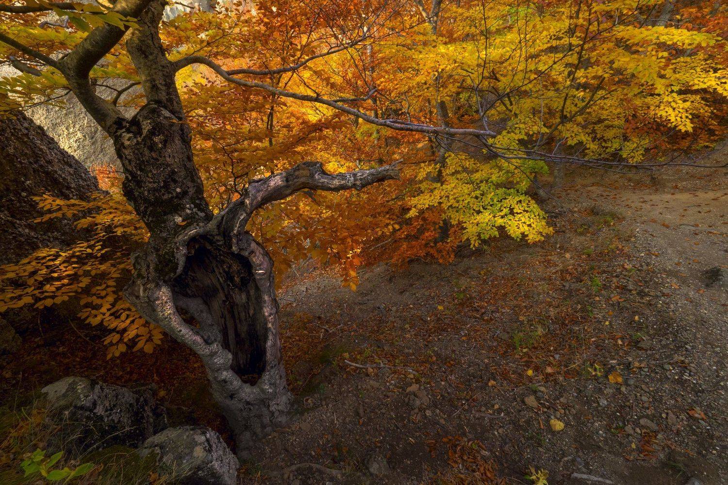 крым crimea черное море утро осень демерджи лучистое, Владимир Карпухин