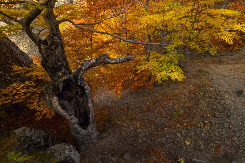 И снова сказки дядюшки Демерджи фото превью