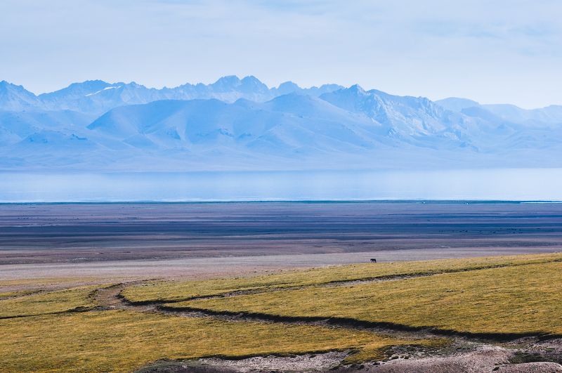 киргизия, горы, озеро, берег, лошадь, kyrgyzstan, mountains, lake, horse  фото превью