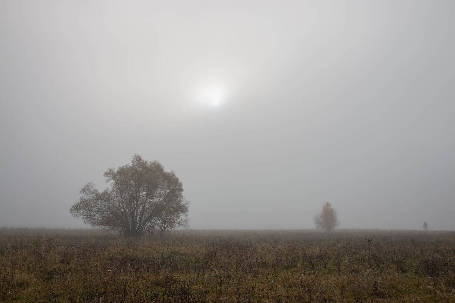 туман, деревья, поле, солнце, рассвет, Александр