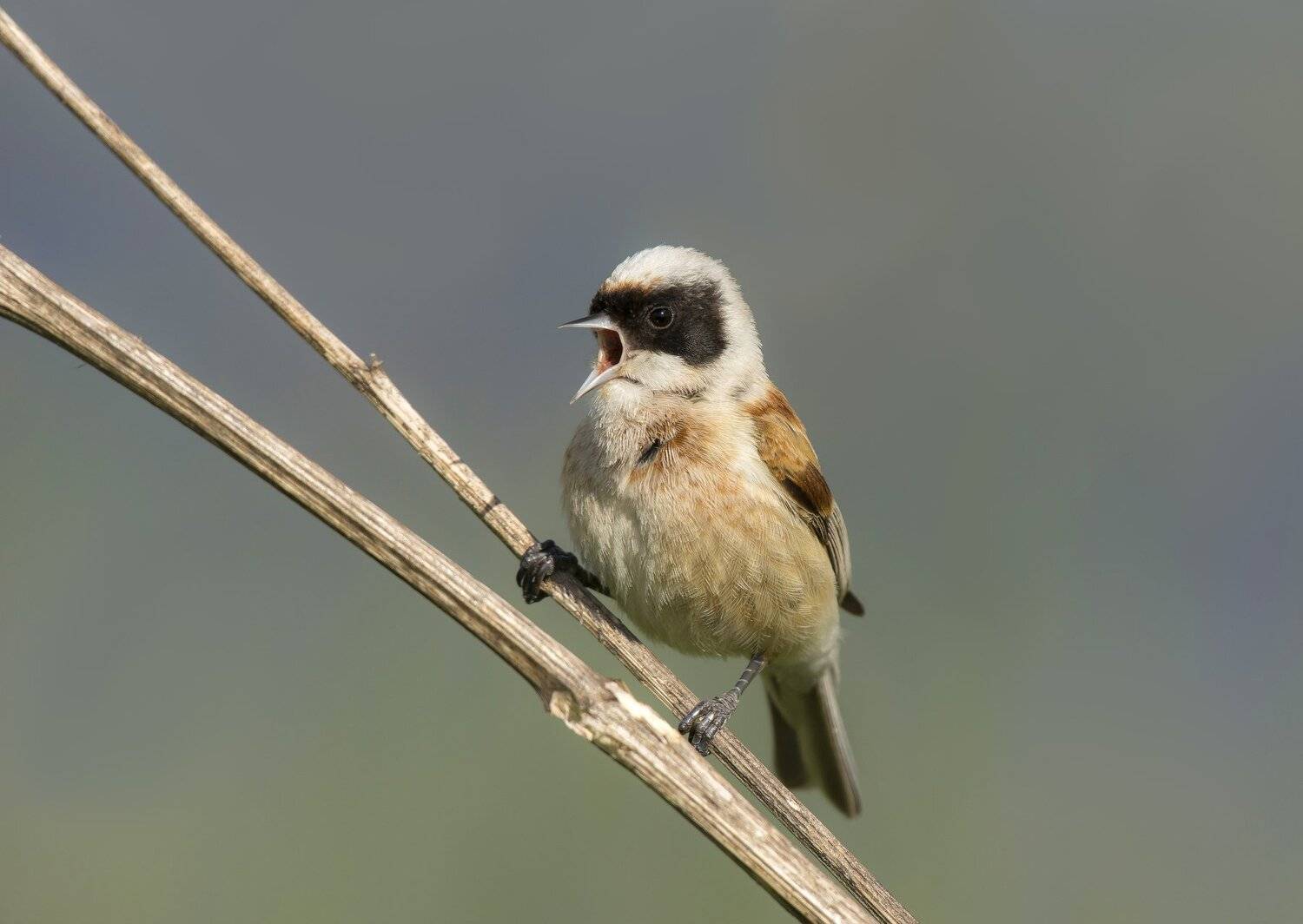 птицы,природа,лето, Андрей Киселёв