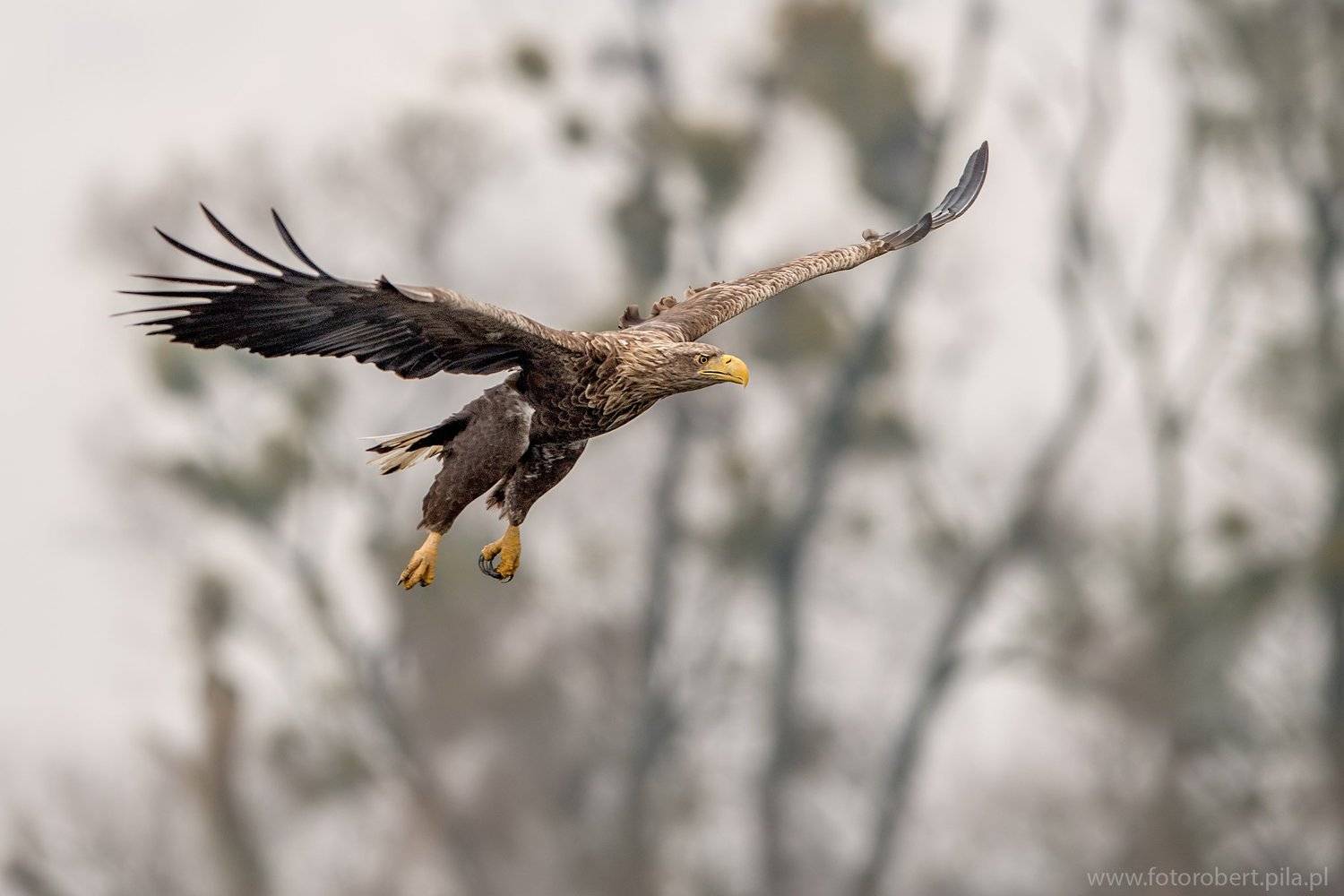 Орел в полете, Robert Szmytkowski