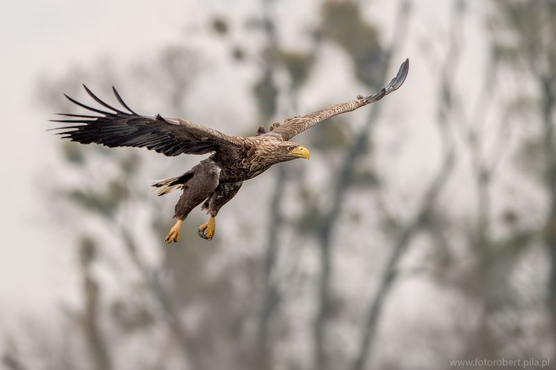 Орел в полете Орел в полете фото превью