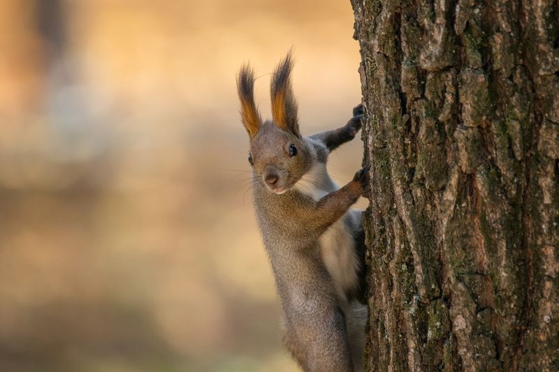 Белка фото превью