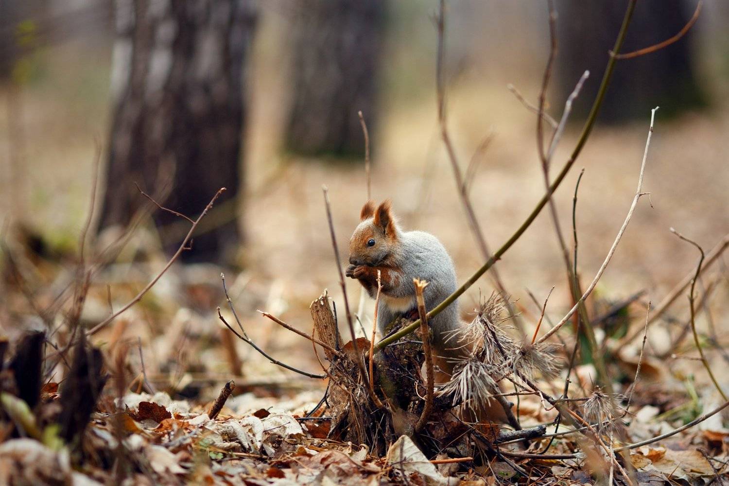 белки, осень, лес, Цвелёв Дмитрий