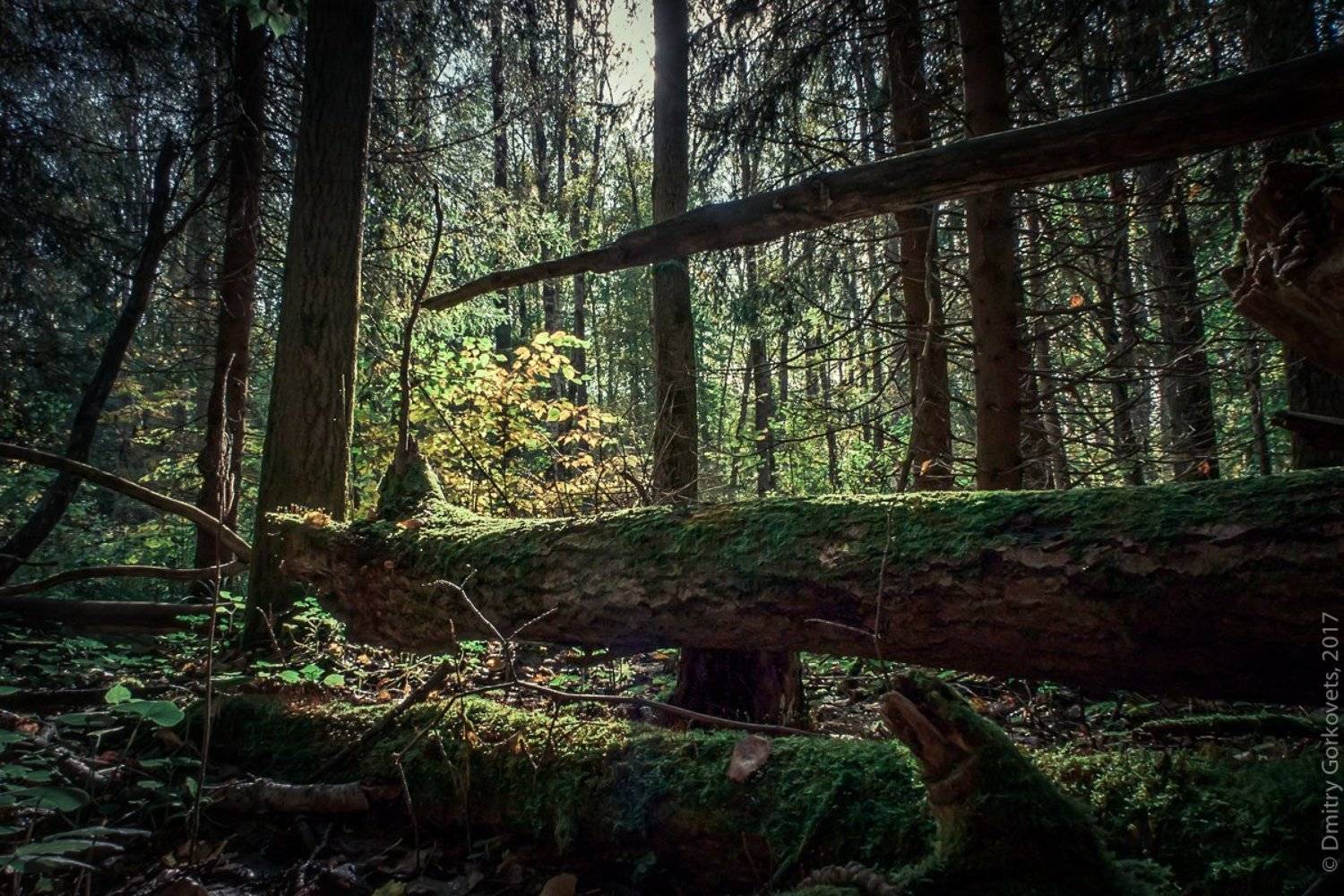#landscapes #color #forest #trees #PhotoByDmitryGorkovets, Горковец Дмитрий