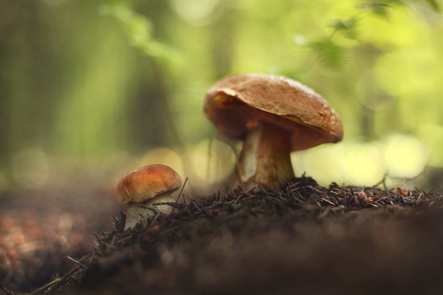 , Вадим Морозов