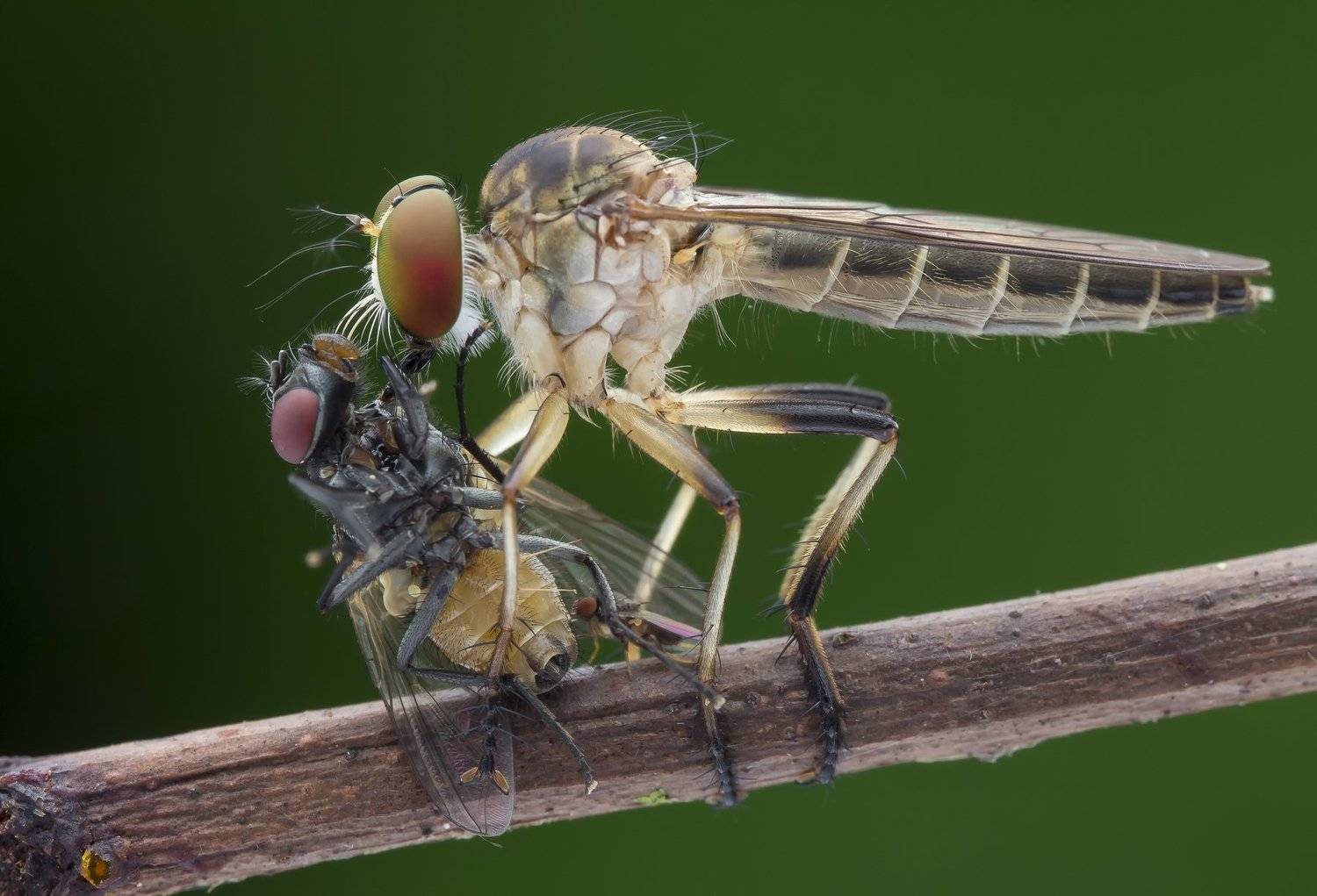 #macro#robberfly#prey#colors, Choo How Lim
