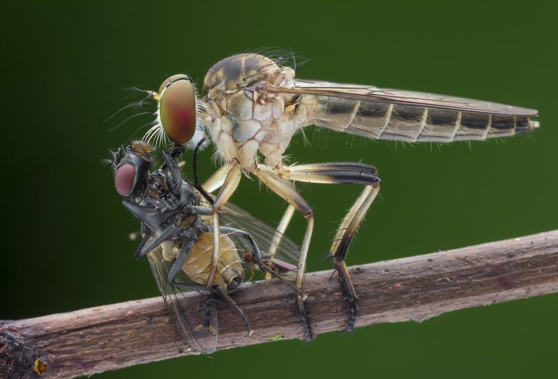 #macro#robberfly#prey#colors Can You Spot The Little Robber Fly? фото превью