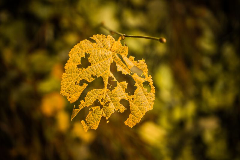 Leftover фото превью