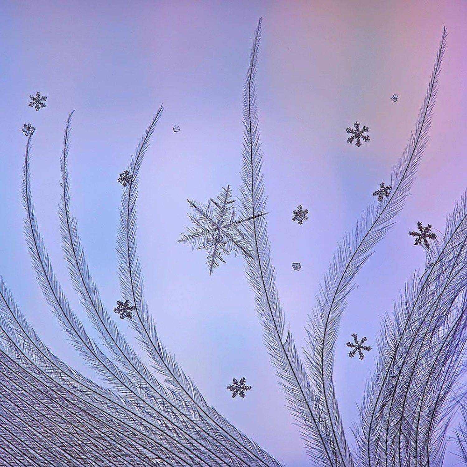 снег, снежинка, снежинки, макро, кристалл, природа, Елена Соловьёва