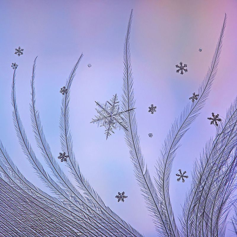 снег, снежинка, снежинки, макро, кристалл, природа Снежный калейдоскоп фото превью