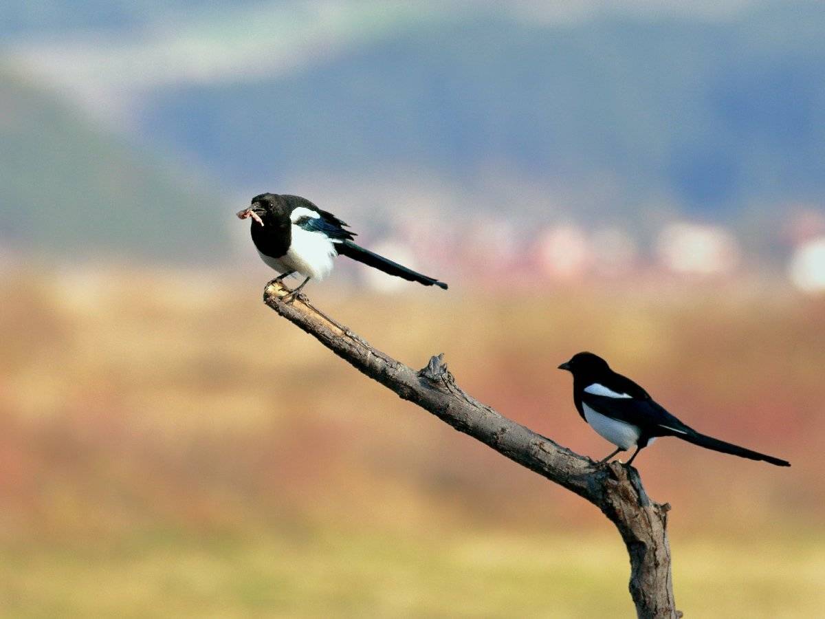 , Георги Славов