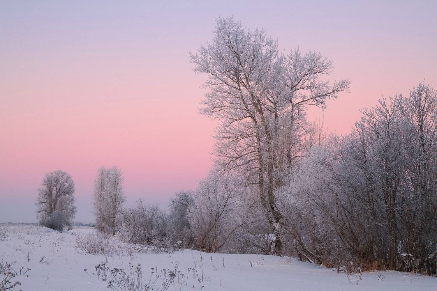 Зима, заря, мороз, иней, роща, поле, тополь, снег, Смольский Евгений