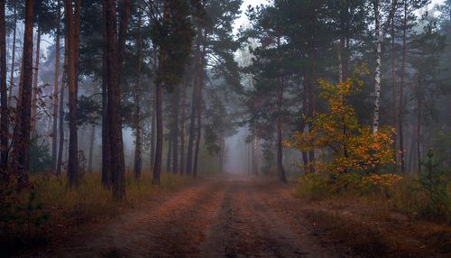 Fairytale forest