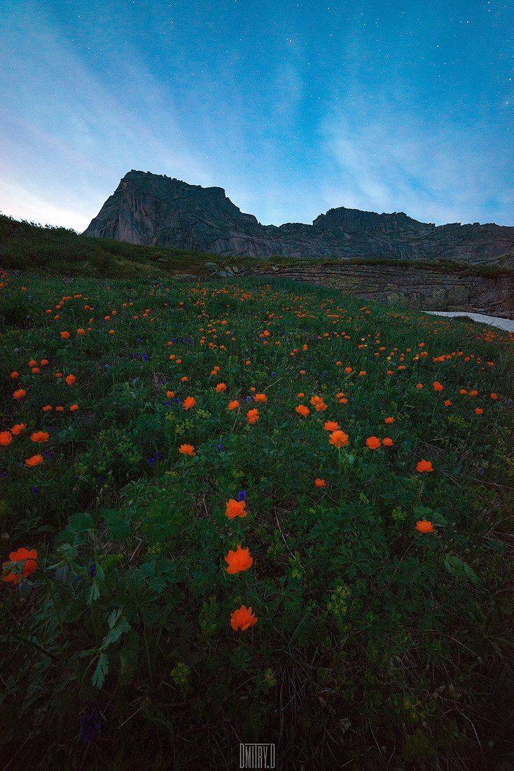ергаки, пейзаж, горы,ночь, звезды, цветы, россия,, Дмитрий Доронин