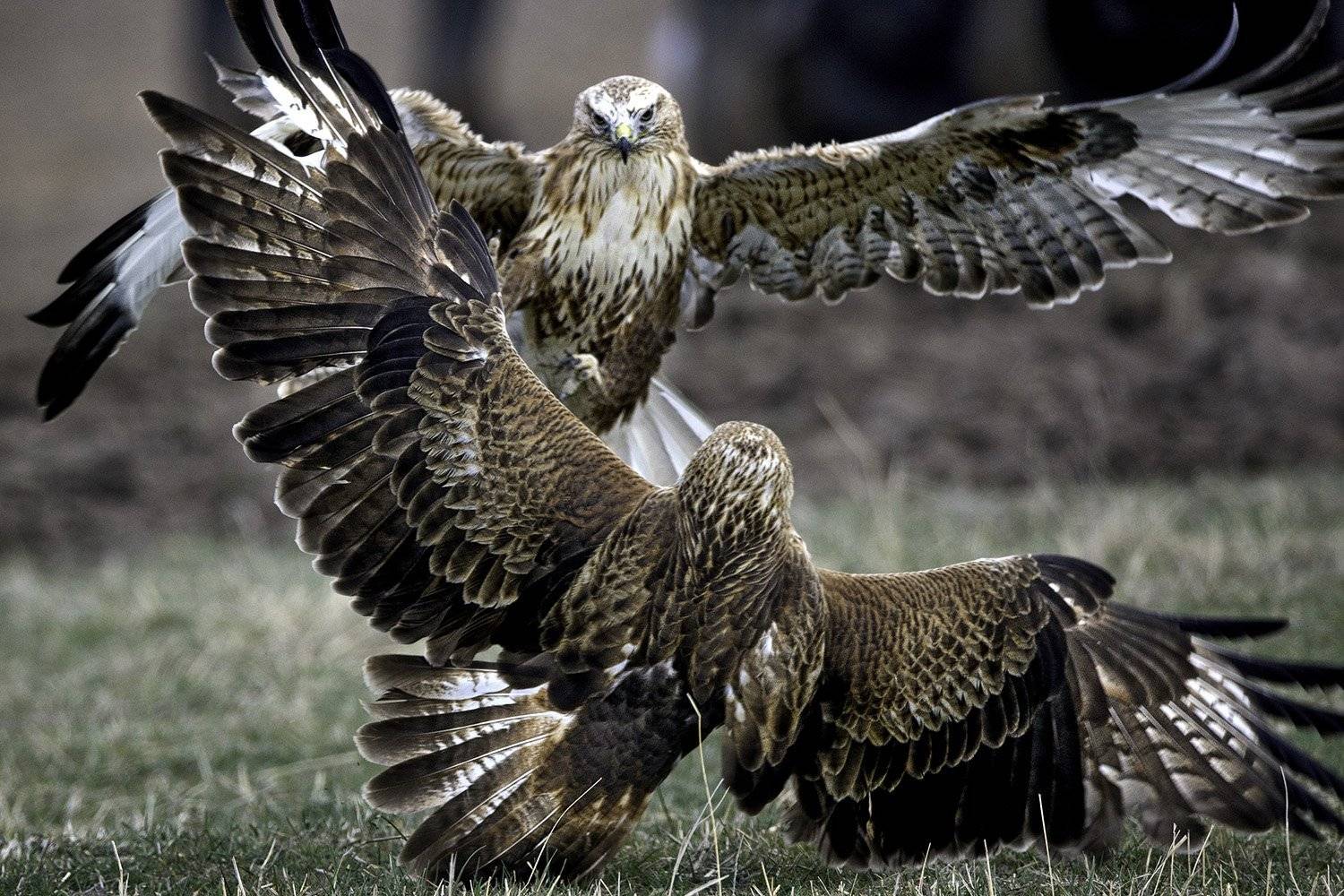 красный, ястреб, Ludmila Yilmaz