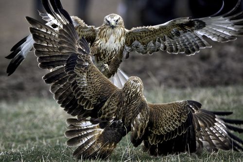 Кавказские танцы