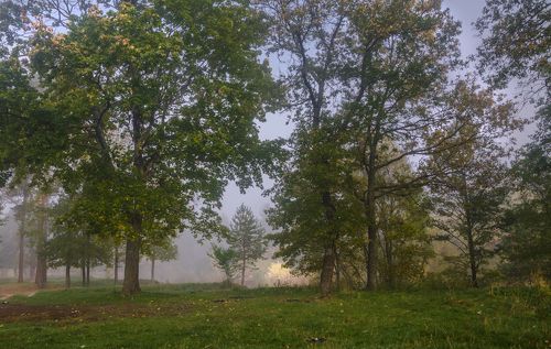 Туманное утро в Брянском лесу