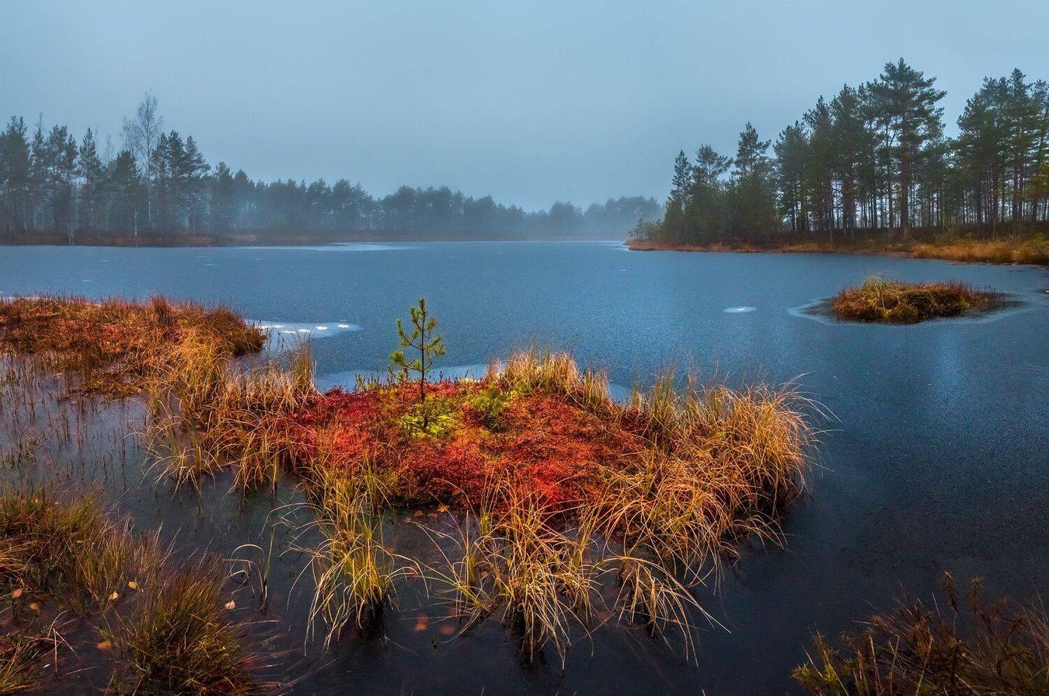 фототур, ленинградская область, деревья, сосна, остров, болото, рассвет, туман, мох, трава, осень, октябрь,, Лашков Фёдор