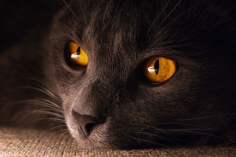 Sight фото превью