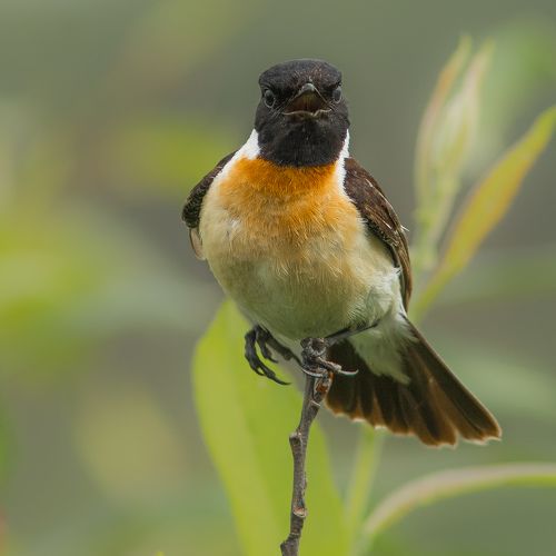 Чекан черноголовый