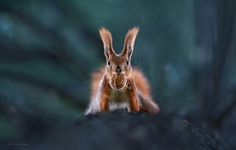 белка Кто здесь? фото превью