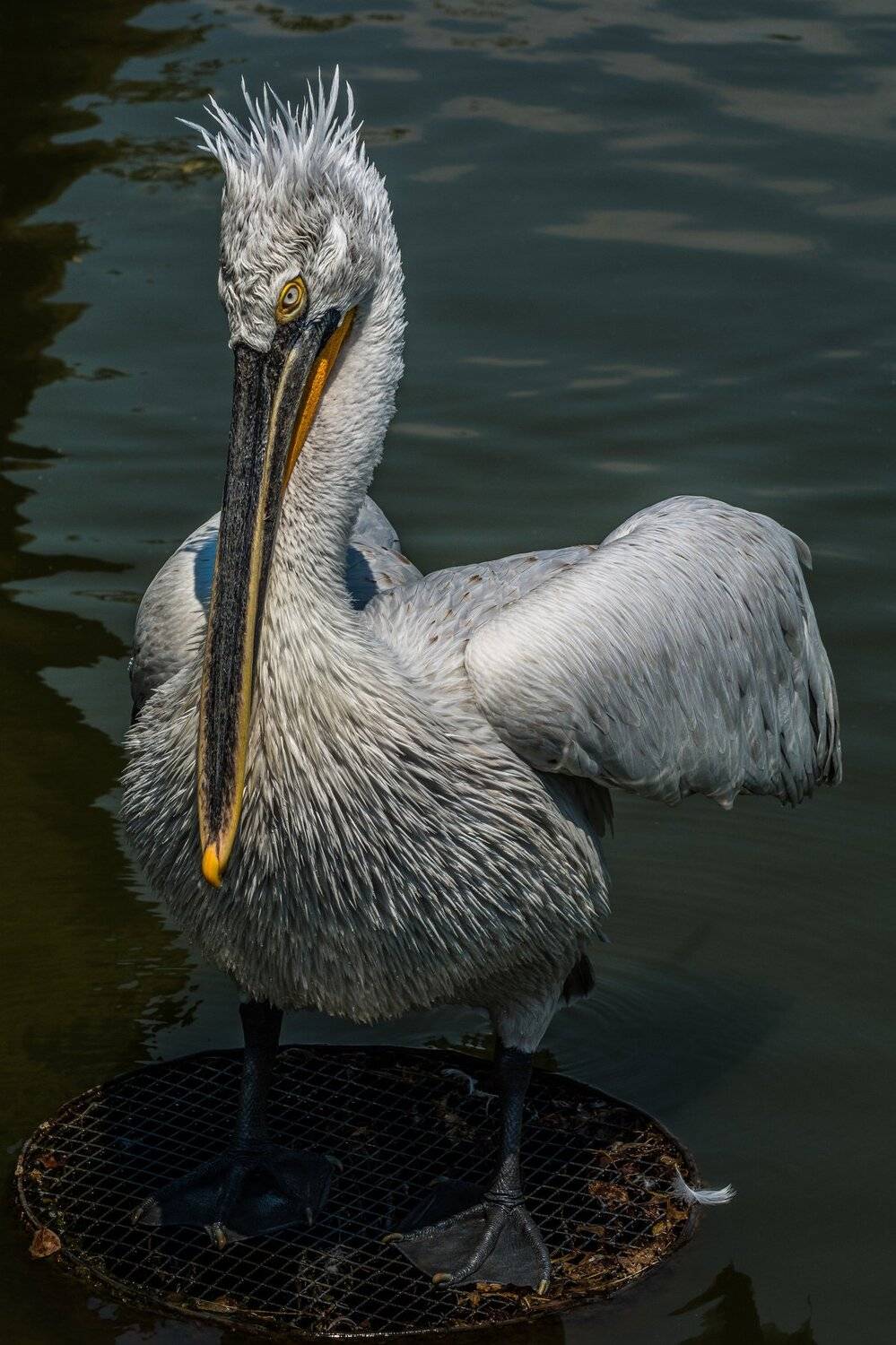 , Юрий Пужалин