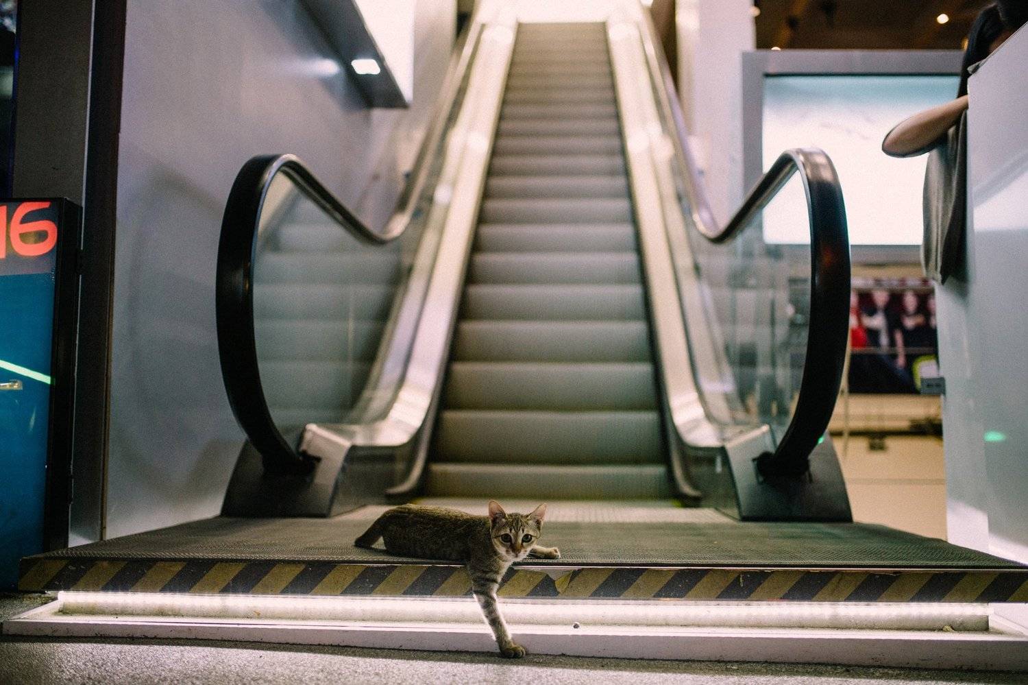 up, Svetlana Golicyna